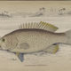 Illustration for article titled Natural History of Fishes of the Perch Family